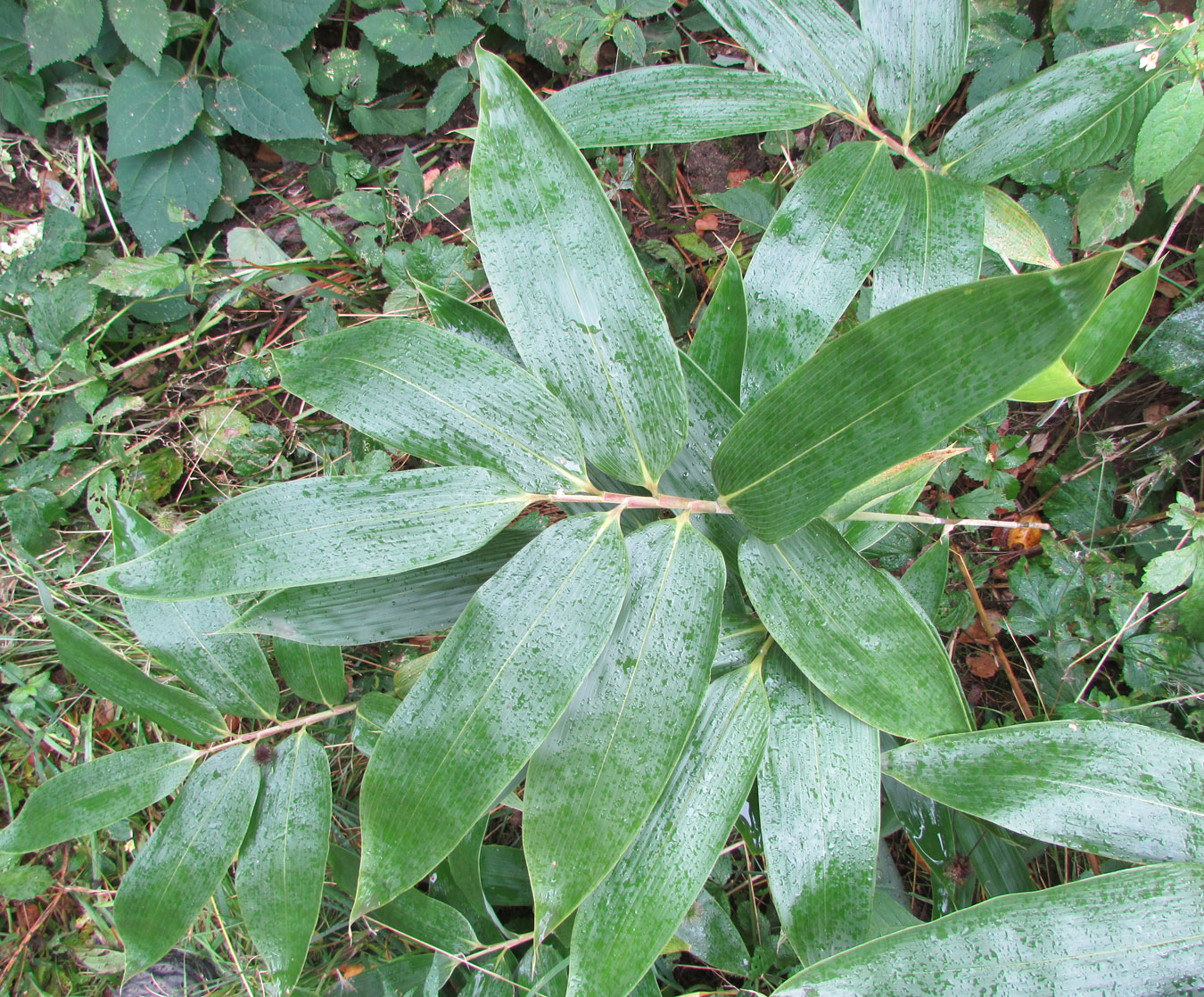 Image of Sasa veitchii specimen.