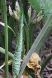 Alocasia robusta. Разворачивающийся молодой лист и верхушки побегов с развивающимися соцветиями. Малайзия, штат Саравак, округ Мири, национальный парк «Мулу». 12.03.2015.