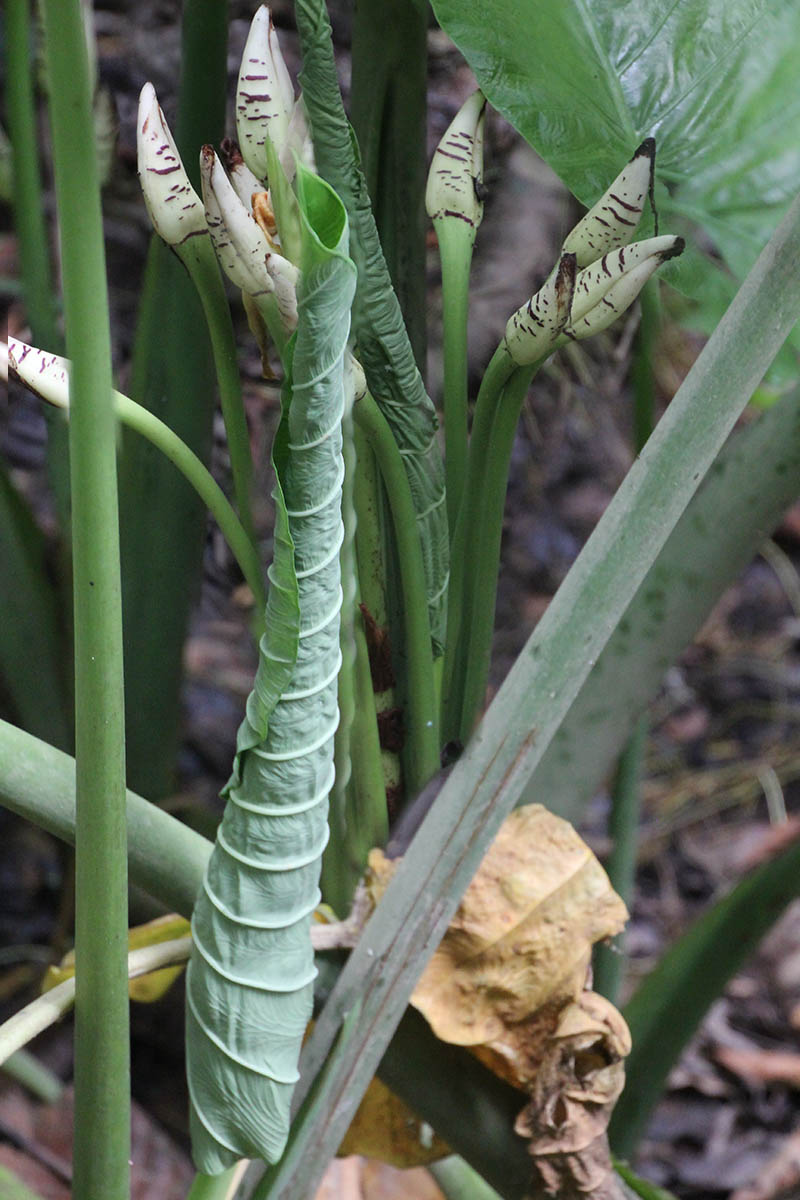 Image of Alocasia robusta specimen.