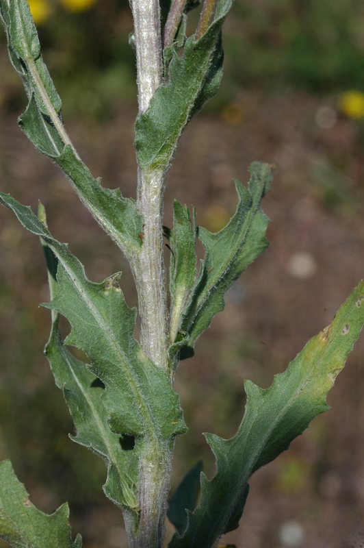 Image of Hyalea pulchella specimen.
