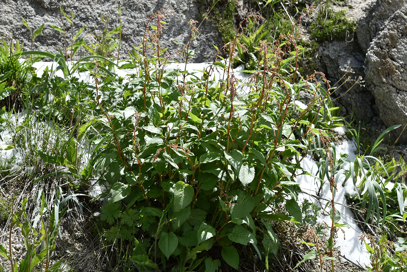 Image of Aconogonon songaricum specimen.