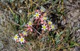 Rosularia tadzhikistana