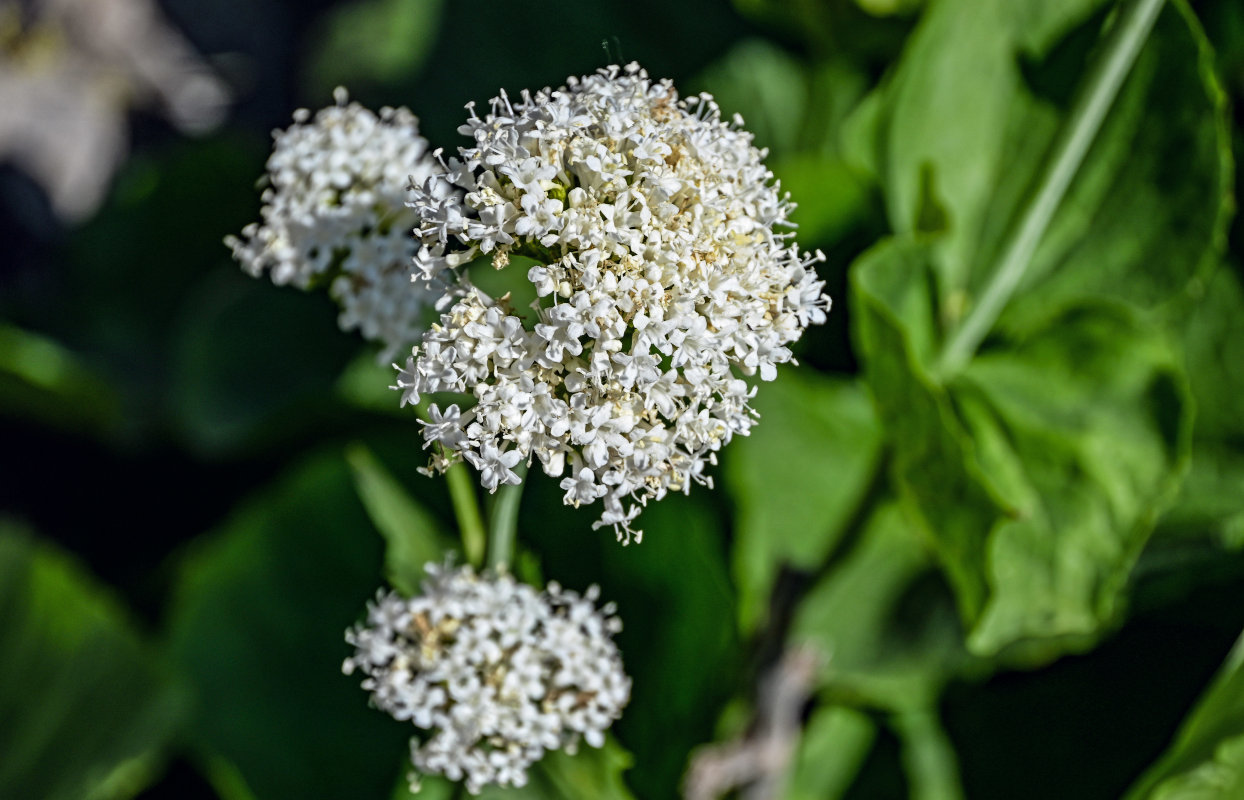 Image of Valeriana alliariifolia specimen.