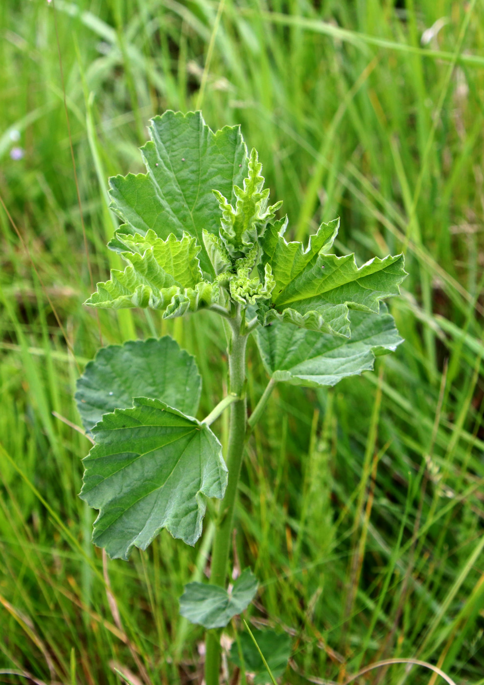 Image of Althaea officinalis specimen.