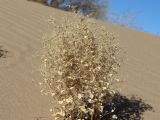 Agriophyllum latifolium