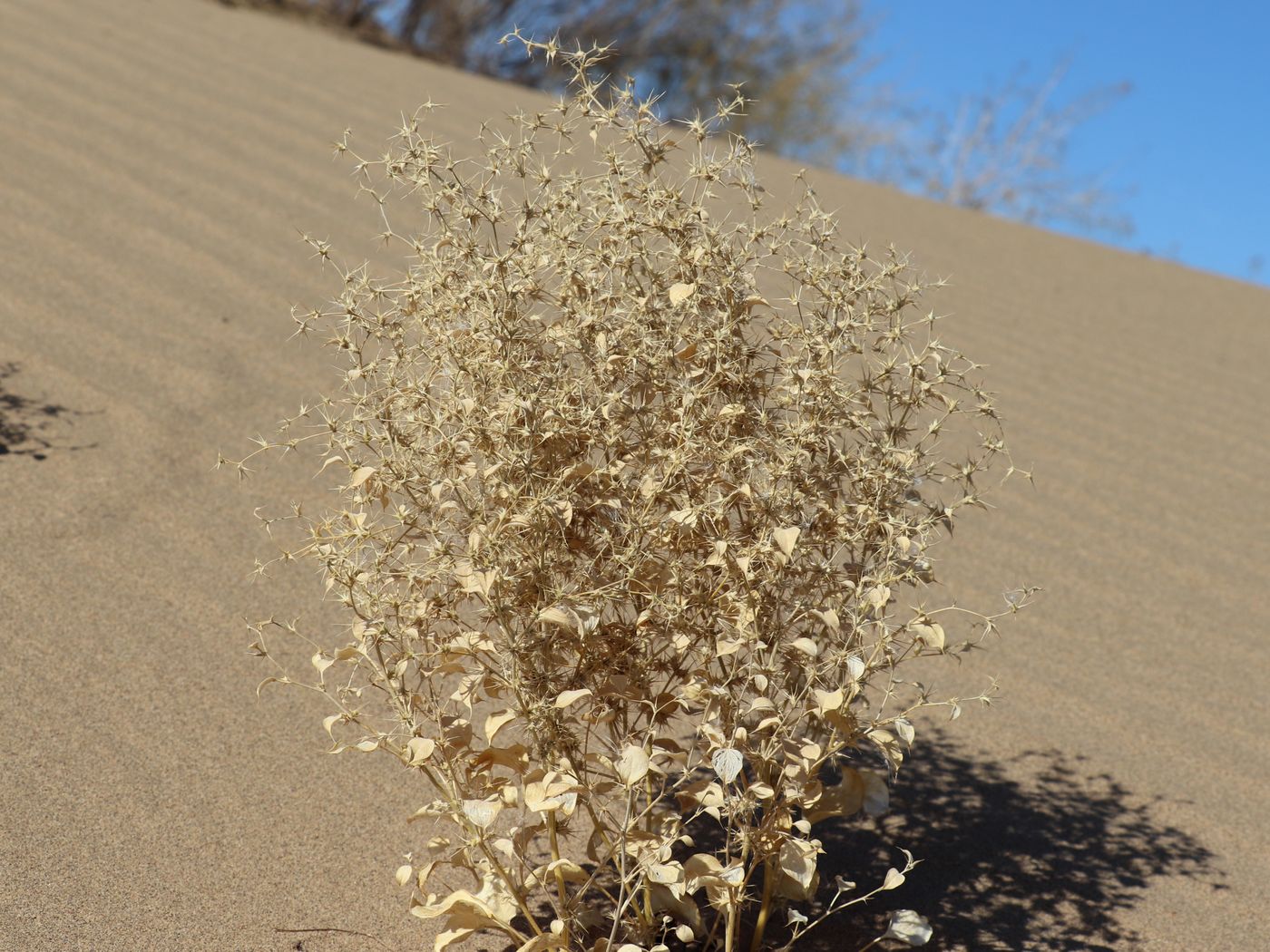 Image of Agriophyllum latifolium specimen.