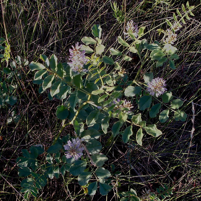 Image of Glycyrrhiza korshinskyi specimen.