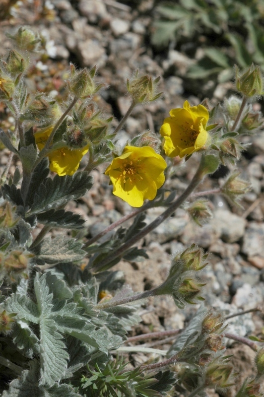 Изображение особи Potentilla nivea.