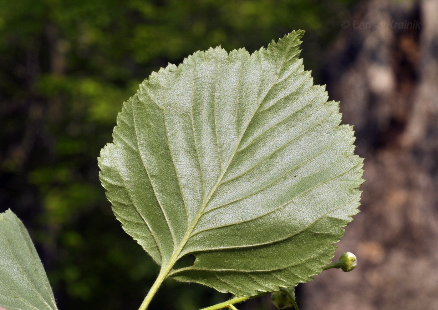 Изображение особи Sorbus alnifolia.