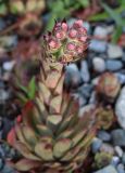 Sempervivum tectorum. Соцветие с бутонами. Республика Алтай, Шебалинский р-н, с. Камлак, Горно-Алтайский ботанический сад, в культуре. 03.07.2022.