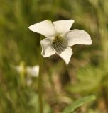 Viola patrinii