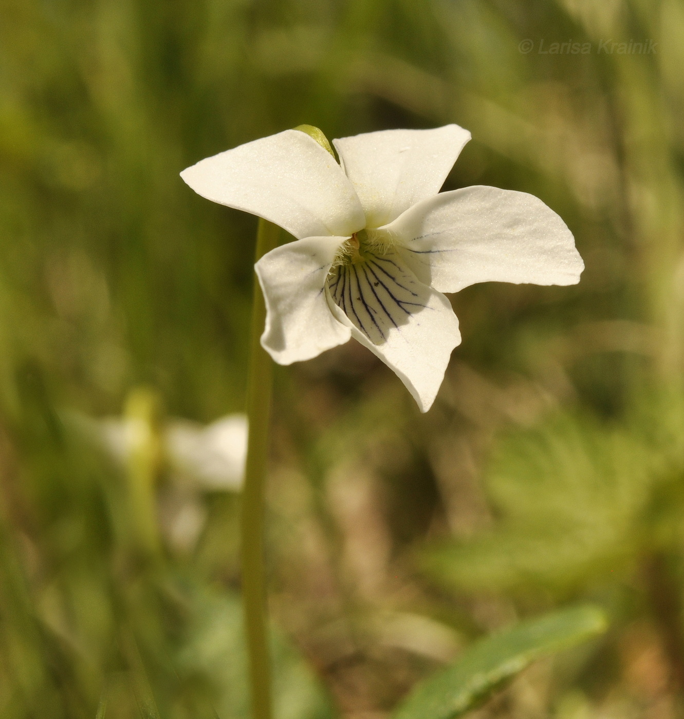 Изображение особи Viola patrinii.