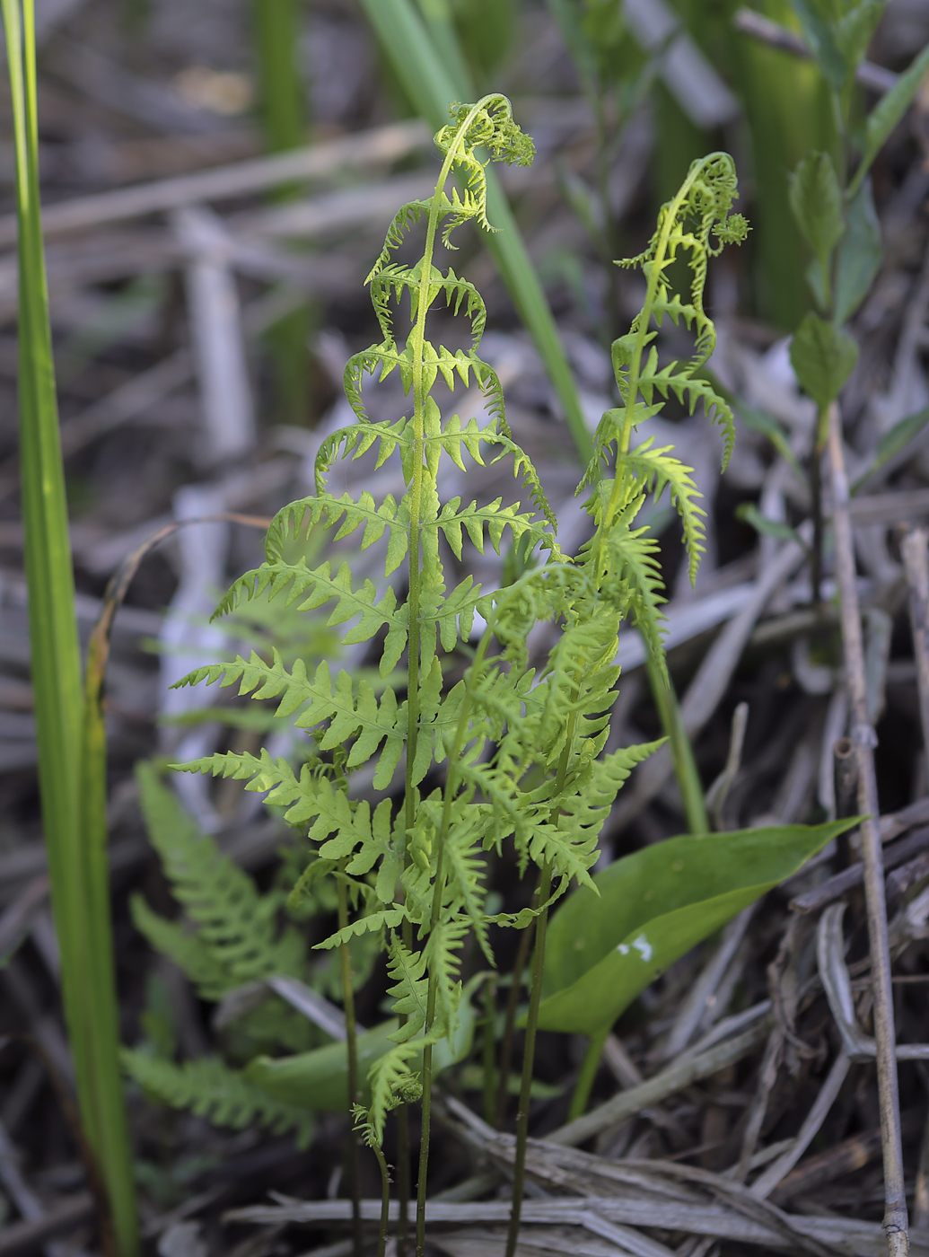 Image of Thelypteris palustris specimen.