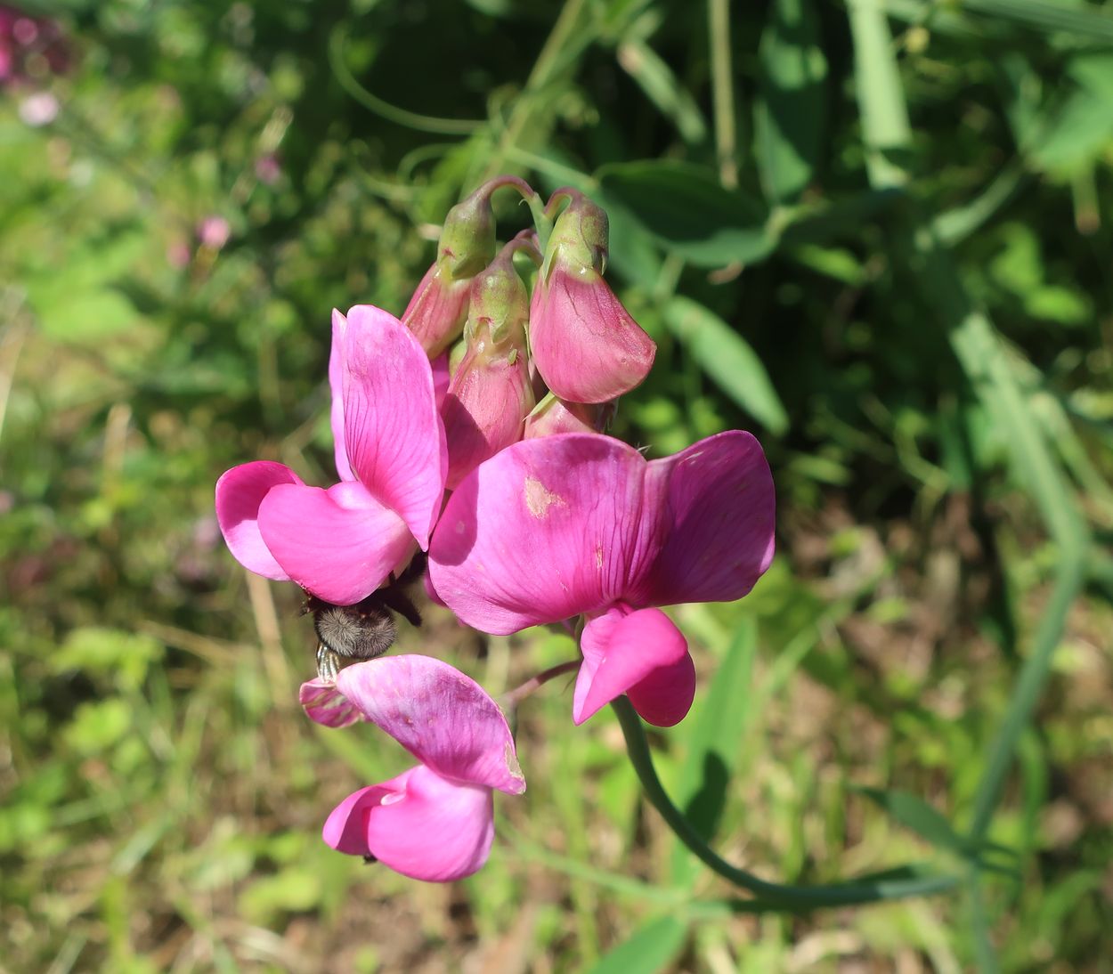 Изображение особи Lathyrus latifolius.