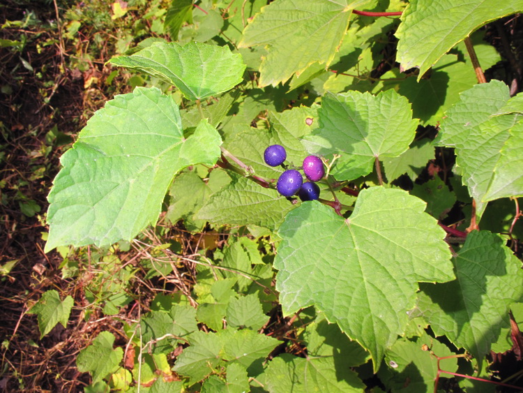 Image of Ampelopsis brevipedunculata specimen.