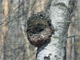 Betula pendula. Часть ствола с наростом. Москва, Кузьминский лесопарк, сохранившийся лес за домами по Ферганскому пр-ду, д. 1. 12.04.2023.