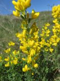 Corothamnus procumbens