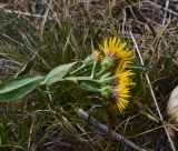 Inula aspera