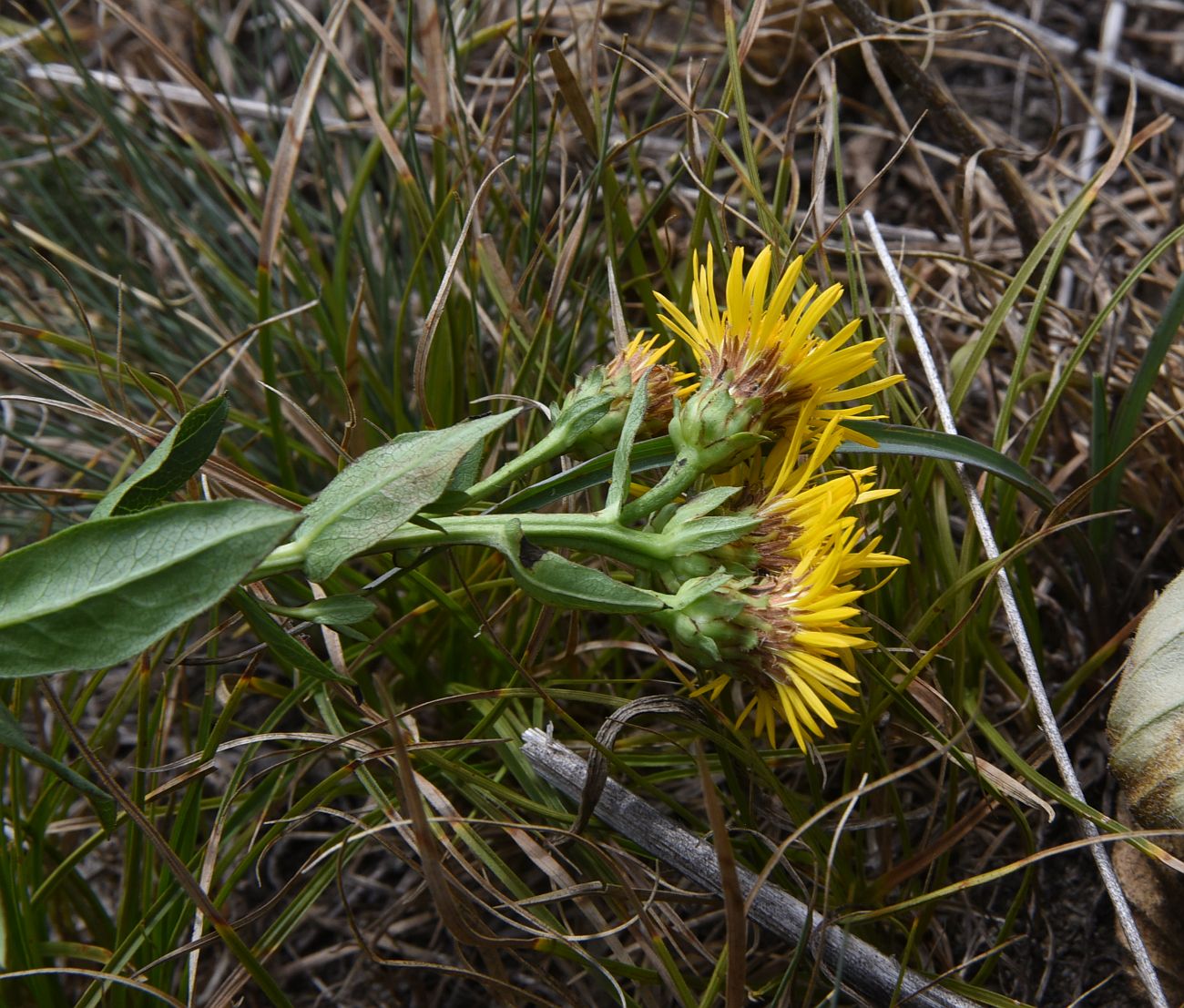 Изображение особи Inula aspera.