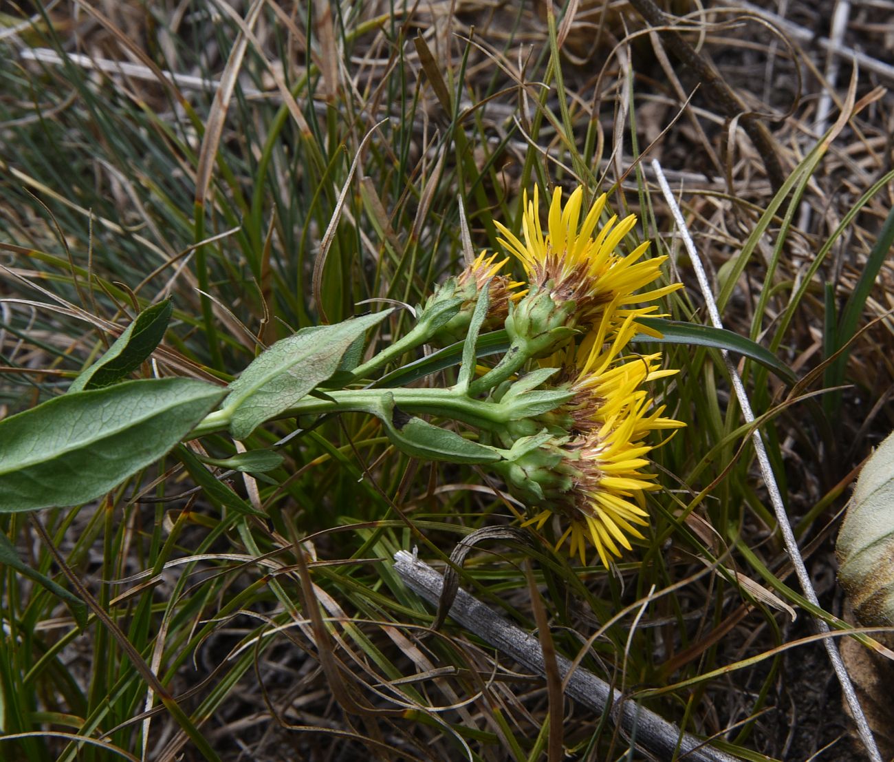 Image of Inula aspera specimen.