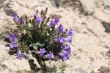 Campanula karakuschensis