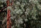 Casuarina equisetifolia. Ветви взрослого дерева. Египет, мухафаза Кена, г. Луксор, Карнакский храмовый комплекс, у развалин храма. 06.05.2023.