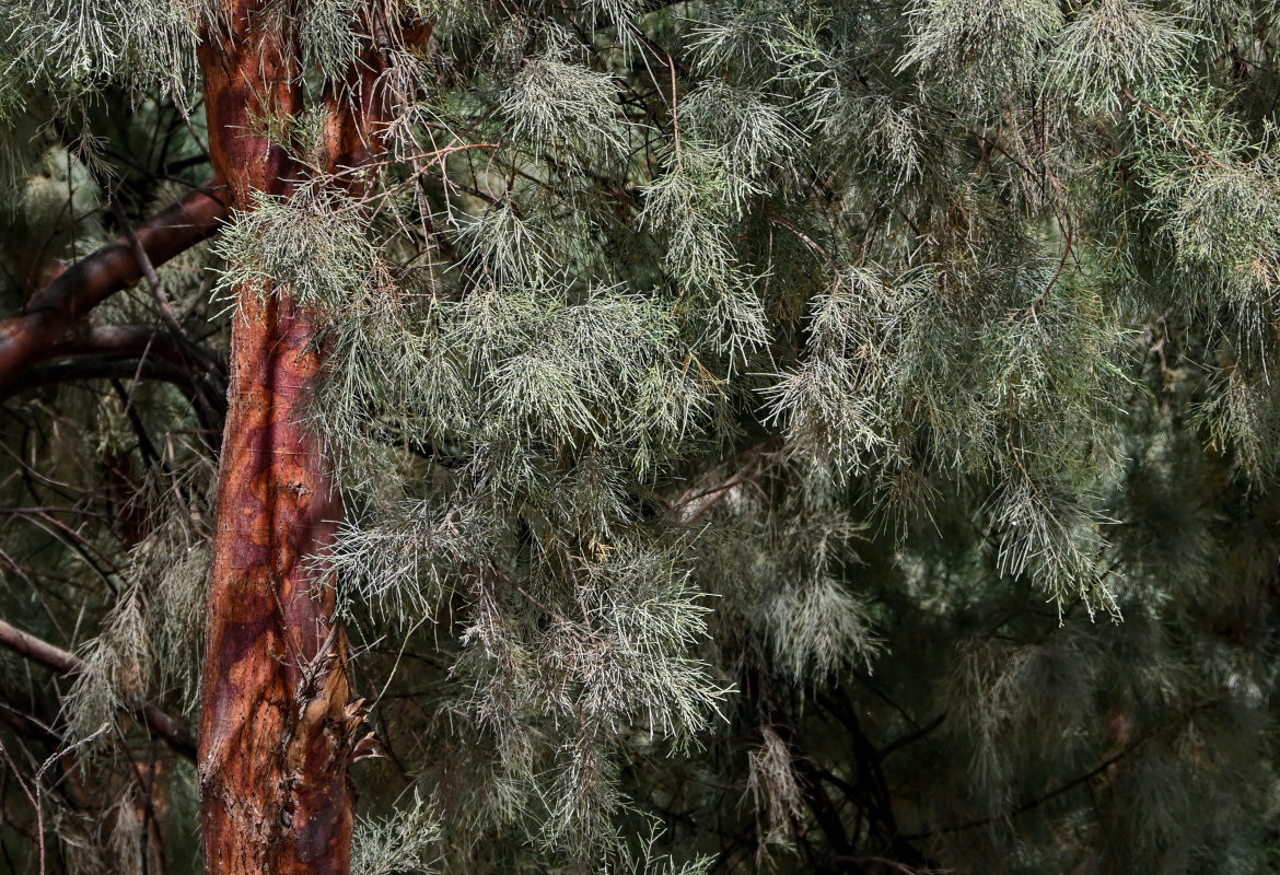 Image of Casuarina equisetifolia specimen.