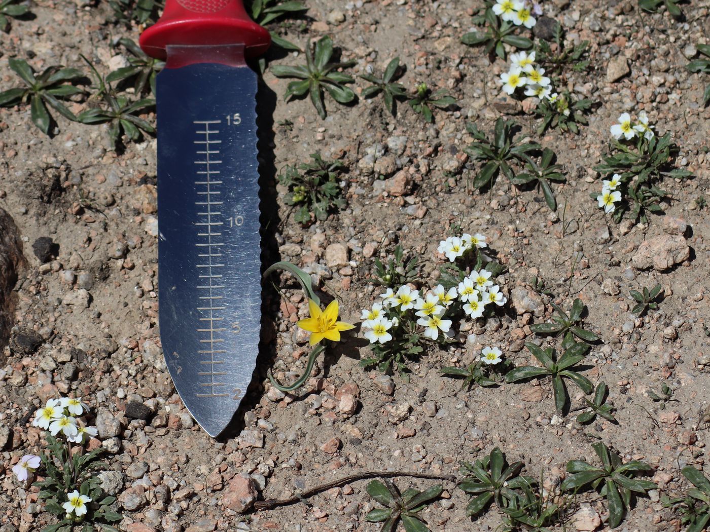 Image of Chorispora sabulosa specimen.