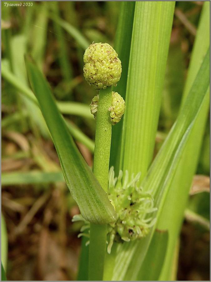 Image of Sparganium microcarpum specimen.