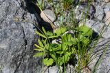 Ranunculus monophyllus