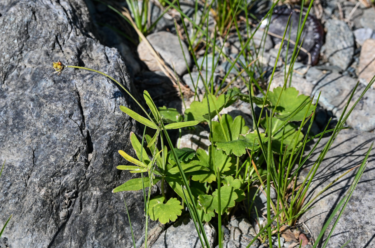 Изображение особи Ranunculus monophyllus.