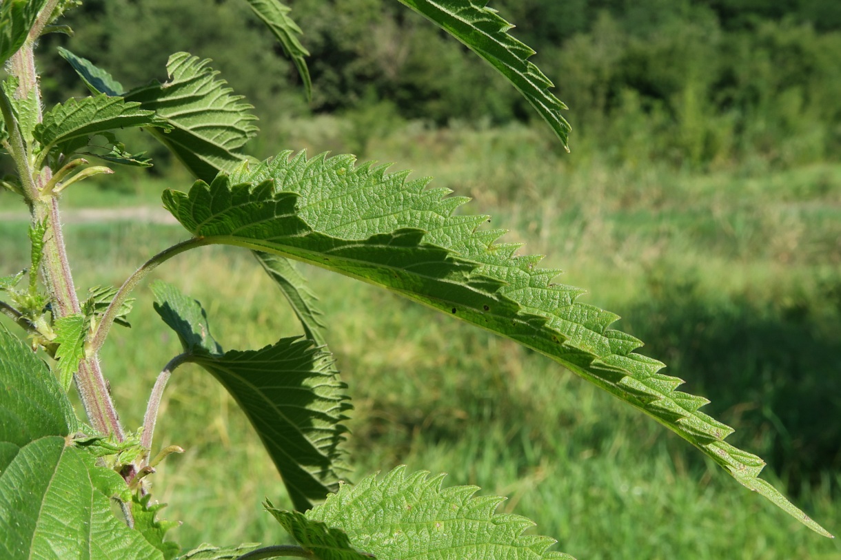 Изображение особи Urtica galeopsifolia.