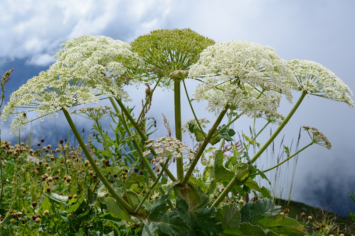 Image of Heracleum leskovii specimen.