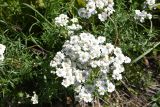 Achillea ptarmicifolia. Соцветие. Чечня, Шаройский р-н, юго-восточный склон горы Чархунышкорт, выс. 2450 м н.у.м, край старой дороги. 7 августа 2023 г.