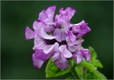 Petunia × hybrida