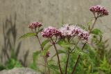 Eupatorium cannabinum. Верхушка цветущего растения; чёрные точки - запутавшиеся в паутине трупики пойманных пауком мошек. Псковская обл., г. Себеж, берег Себежского оз., на валунах под набережной. 29.07.2023.