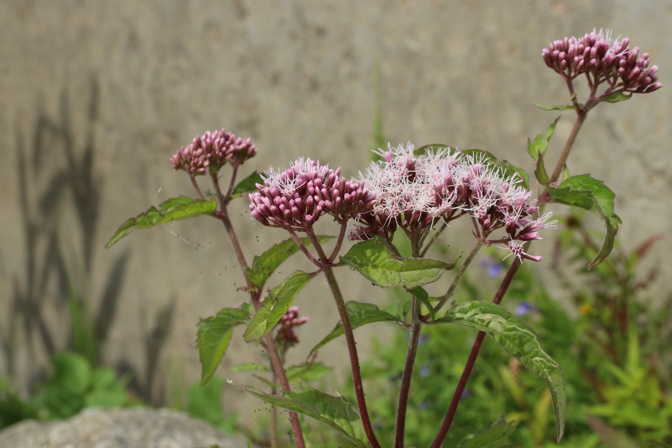 Image of Eupatorium cannabinum specimen.