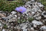 Erigeron heterochaeta