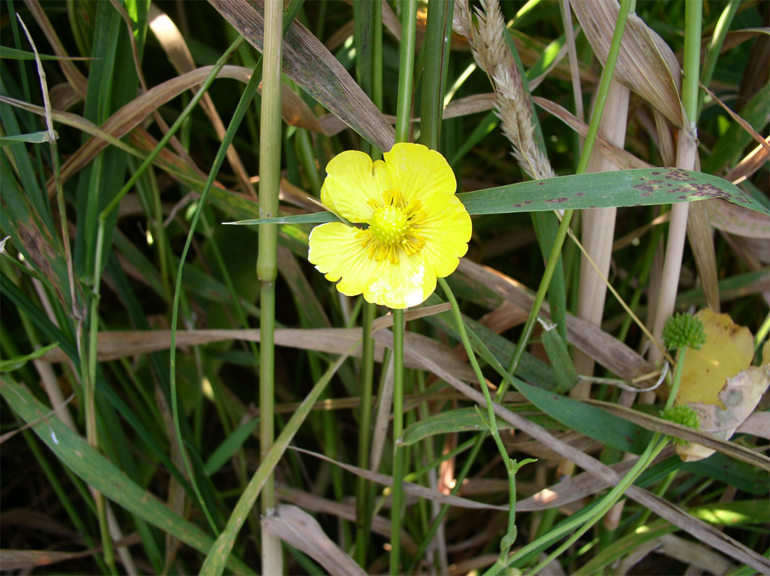 Image of Ranunculus lingua specimen.