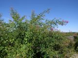 Lespedeza bicolor