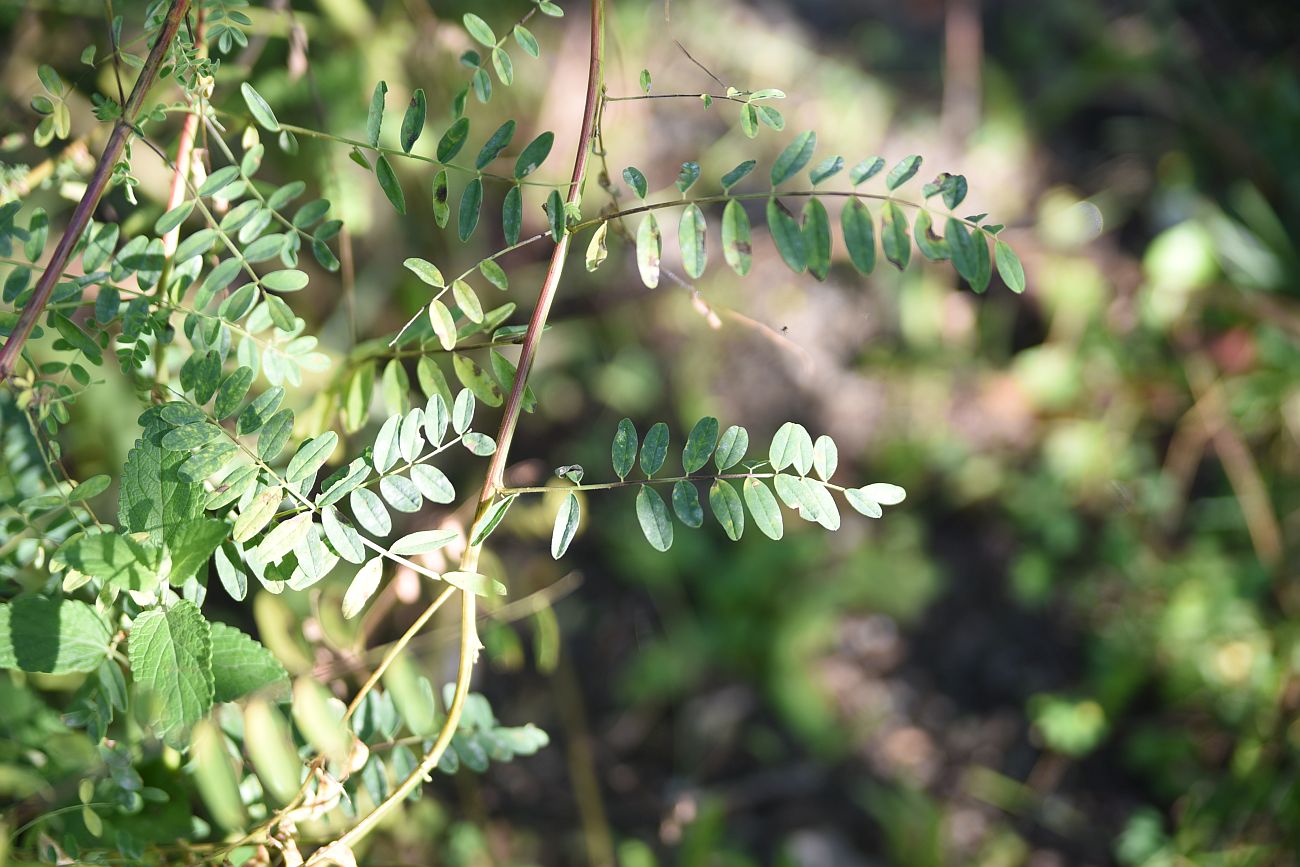 Image of Astragalus galegiformis specimen.