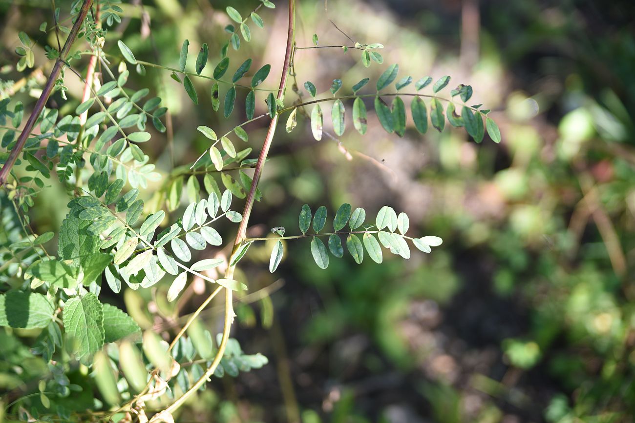 Изображение особи Astragalus galegiformis.