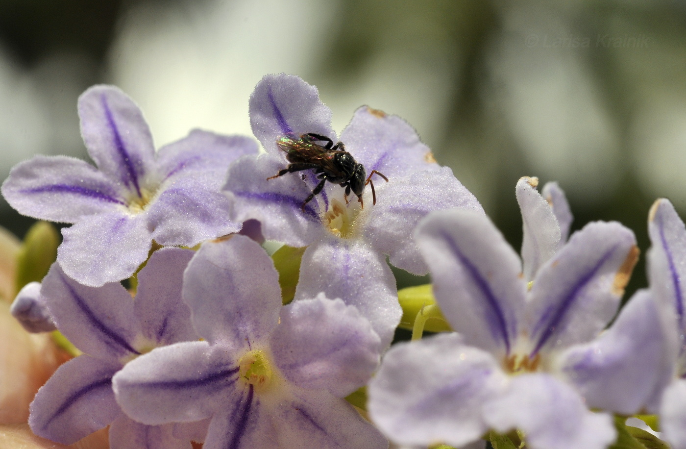 Image of genus Duranta specimen.