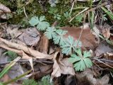 Eranthis stellata