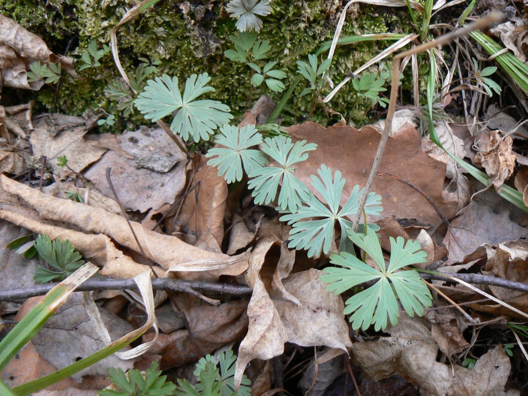 Image of Eranthis stellata specimen.