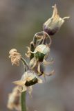 Polemonium caeruleum. Верхушка соплодия с завязавшимися плодами. Мурманская обл., окр. пос. Дальние Зеленцы, свалка у Красной Скалы. 02.08.2010.