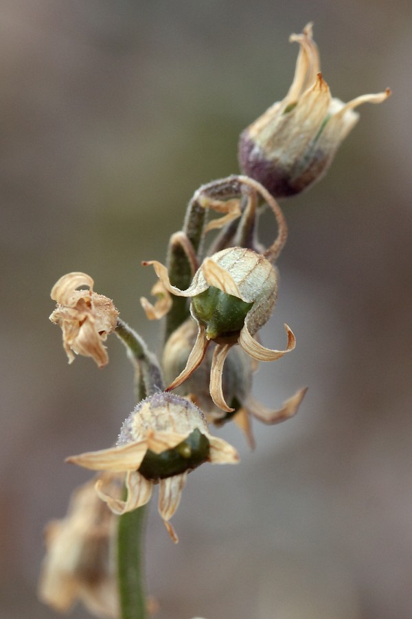Image of Polemonium caeruleum specimen.