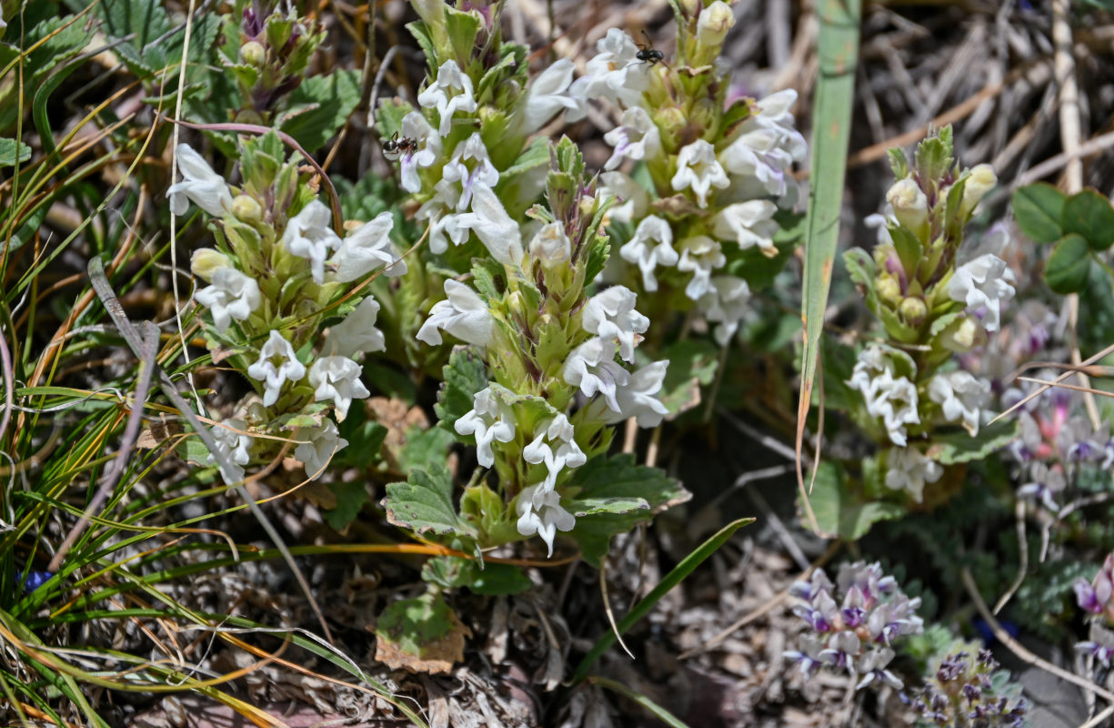 Изображение особи Dracocephalum heterophyllum.