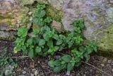 Clinopodium vulgare