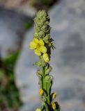 Verbascum thapsus. Соцветие с бутонами и цветками. Киргизия, Джалал-Абадская обл., Западный Тянь-Шань, долина р. Кара-Суу, ≈ 2000 м н.у.м., каменистый склон. 14.07.2022.